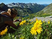 24 Arnica montana